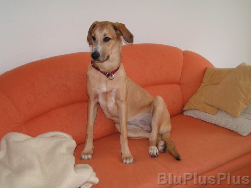 Zum Bild in Originalgr��e hier klicken...